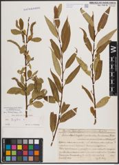 Foto von Salix fragilis L.